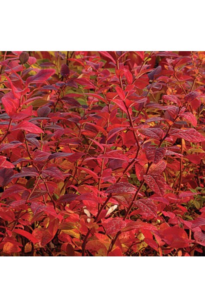 Голубика Река осень